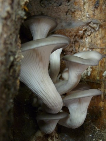 Pleurotus ostreatus-8